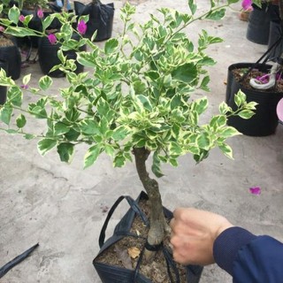 Cây bông giấy cẩm  thạch TPV