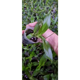[Giá hủy diệt] Hoa lan vũ nữ hàng giống