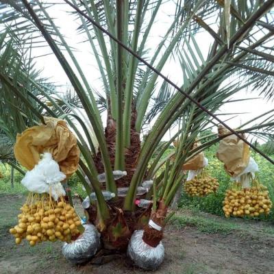 CÂY GIỐNG CHÀ LÀ DUBAI [ LOẠI CHÀ LÀ QUÝ TỘC - CÂY ĐANG RA LÁ THẬT ] _)