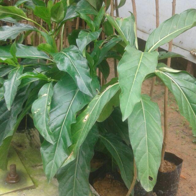 Cây nhàu giống, chiều cao cây khoảng 40- 50cm TPV