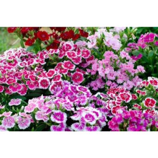 Hạt giống hoa cẩm chướng 100 hạt