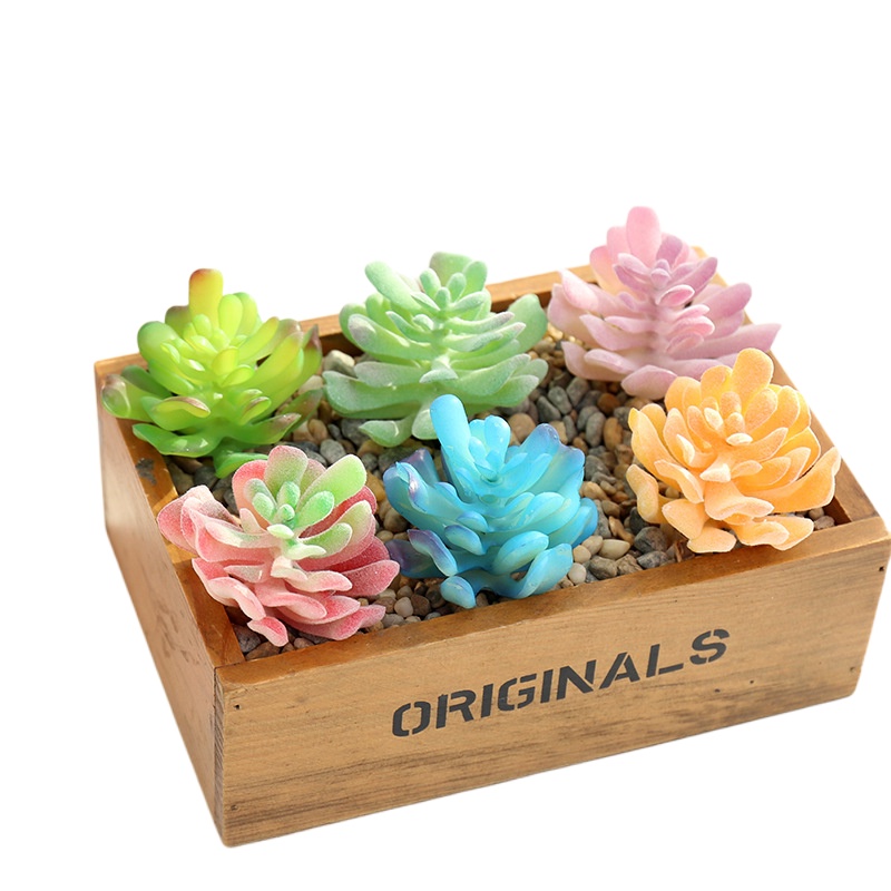 Chậu Cây Mọng Nước Mini Xinh Xắn