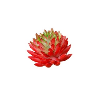 Cây Mọng Nước Trang Trí Sáng Tạo
