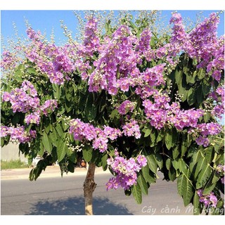 cây giống hoa bằng lăng tím thái