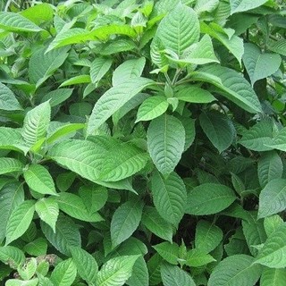 cây lá cẩm tím - bầu cây giống