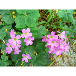 [Nhu_Mai_Garden]Cây Chua Me Đất (cây me chua đất)
