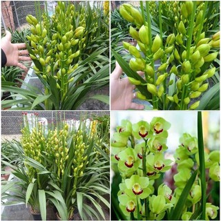 Củ hoa địa lan santo hoa màu xanh 1 củ