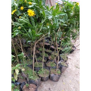 Cúc thân gỗ thân(cây giống)
