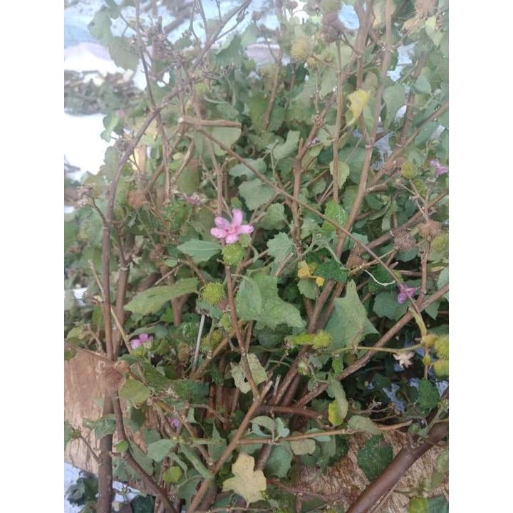 Ké Hoa Đào Khô 1kg 981SP 946sp TPV