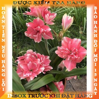 CỦ HOA HUỆ TÂY CÁNH KÉP (MUA 5 TẶNG 2, MUA 10 TẶNG 6)