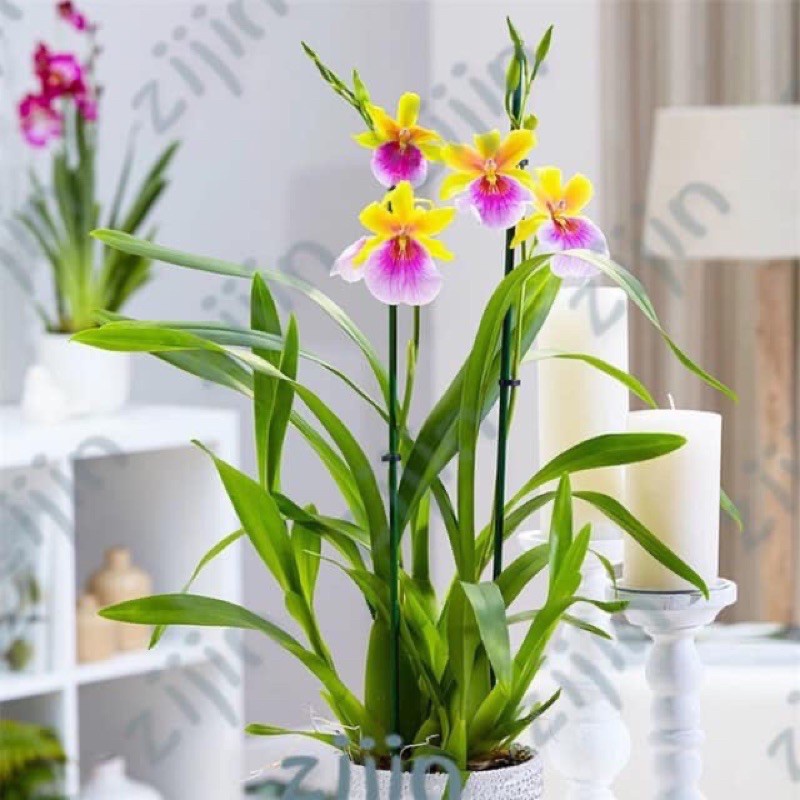 🍀HÀNG ĐẸP🍀Hoa Lan Vũ Nữ
