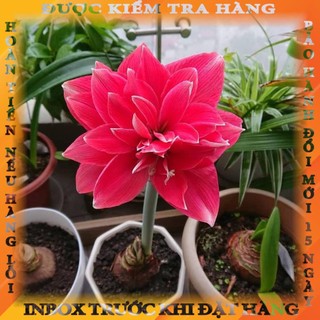 CỦ HOA HUỆ TÂY CÁNH KÉP (MUA 5 TẶNG 2, MUA 10 TẶNG 6)