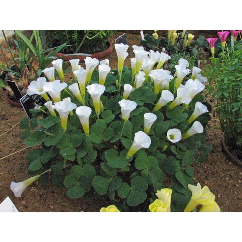 Củ hoa Oxalis Purpurea Alba chuẩn mặt hoa