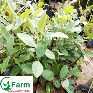 Combo 2 cây hoa sim rừng