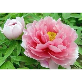 Củ mẫu đơn Trung Quốc hoa đại đoá