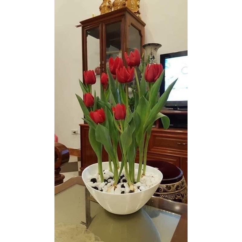 Củ hoa tuylip HOA TẾT tặng 1 củ hoa tiên ông