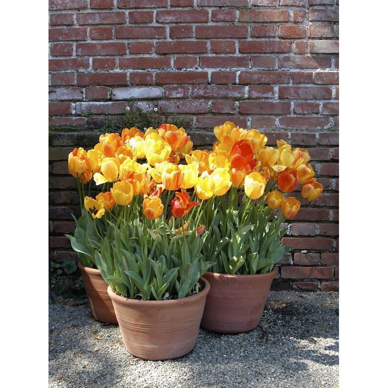 Củ hoa tuylip HOA TẾT tặng 1 củ hoa tiên ông