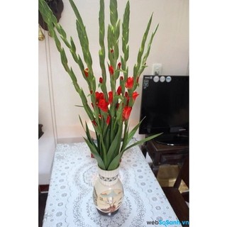 Củ hoa lay ơn ( cam kết giống chuẩn )