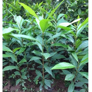 Cây lá vối nếp giống-cam kết chuẩn giống