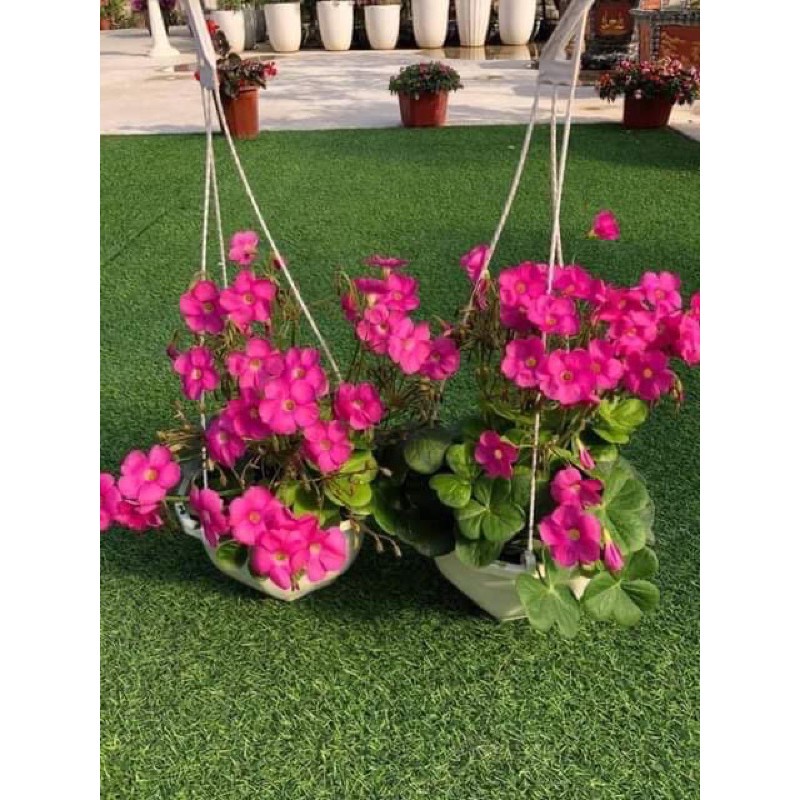 củ hoa oxalis boiwe mới thu hoạch