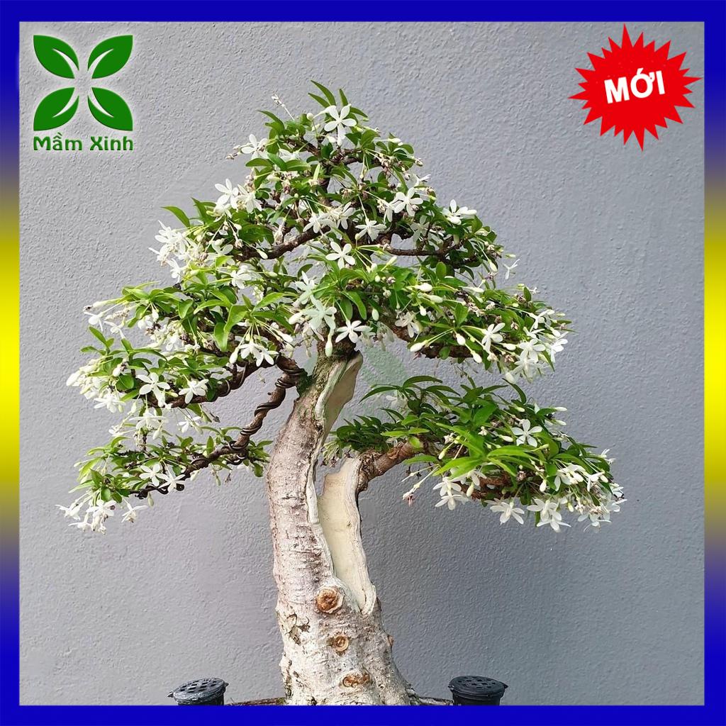 Cây Giống Mai Chiếu Thủy Lá Kim Khỏe Mạnh Hạt Giống Phân Bón Mầm Xinh Xương Rồng