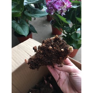 Củ mẫu đơn Trung Quốc hoa đại đoá