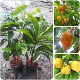 Cây giống trứng gà siêu trái, siêu sớm (_