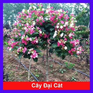 Cây Hoa Đại Cát - cây cảnh đẹp + tặng phân bón cho cây mau lớn
