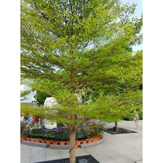 [Nhu_Mai_Garden]Cây bàng Đài Loan