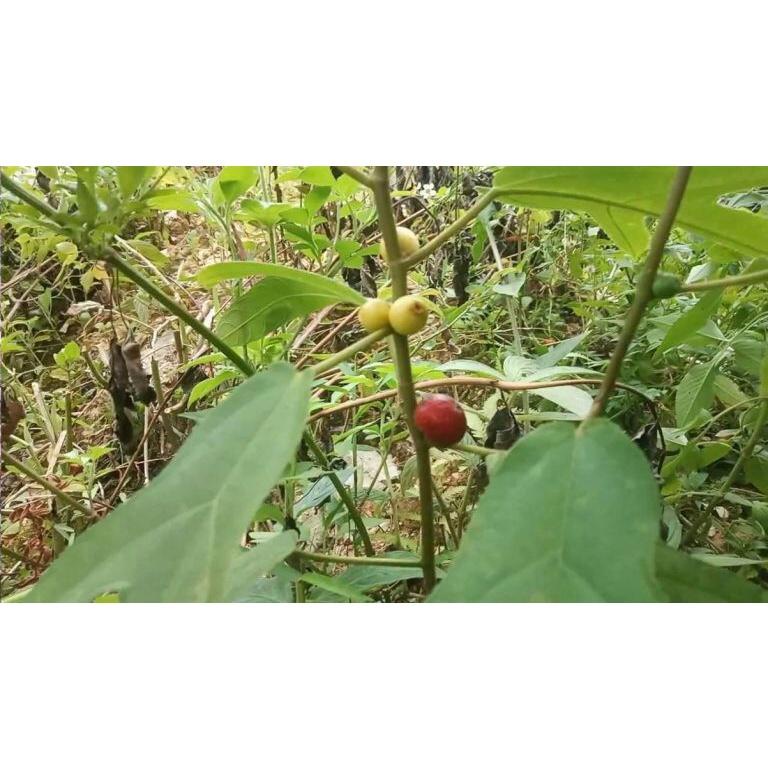 01kg Cây Vú Bò Khô Nhà Làm 981SP TPV