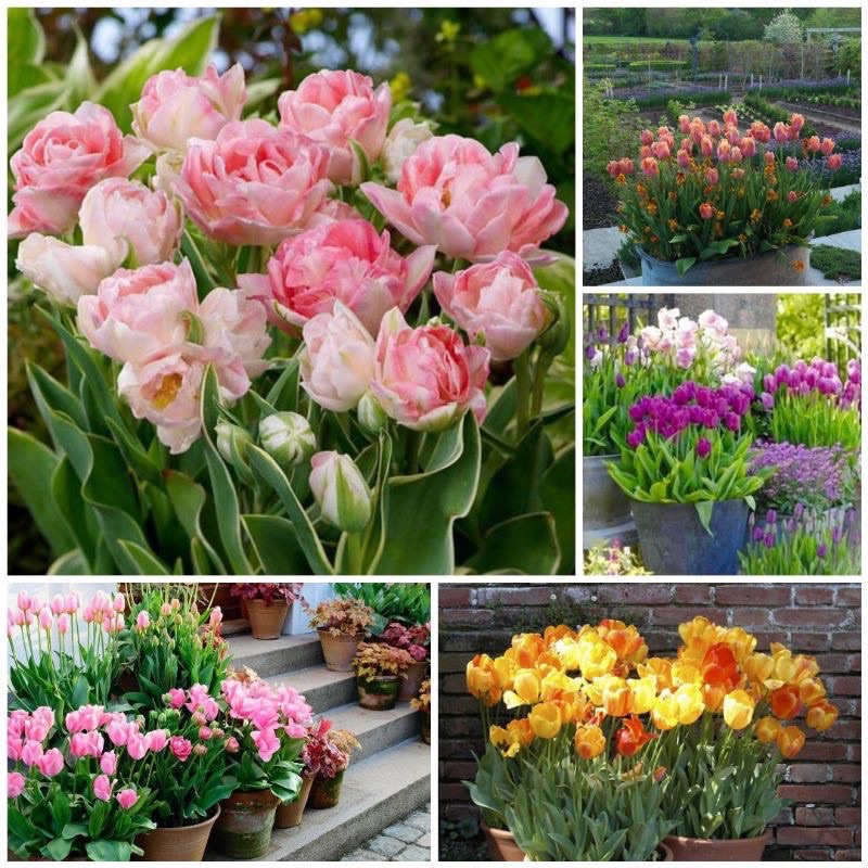 Củ hoa tuylip HOA TẾT tặng 1 củ hoa tiên ông