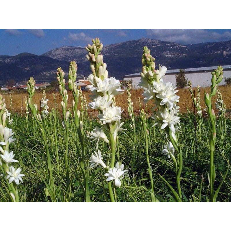 Củ hoa Huệ ta trắng đơn - kép cánh thơm ngát