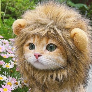 Mèo mèo sư tử mũ đội đầu mèo mũ chó nhỏ thú cưng dễ thương lạ mùi phụ kiện thú cưng mũ đội đầu thú cưng đạo cụ ảnh