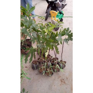 Cây giống sung mỹ giống brown turkey - hàng giâm cành, giống chuẩn-giá trị sử dụng