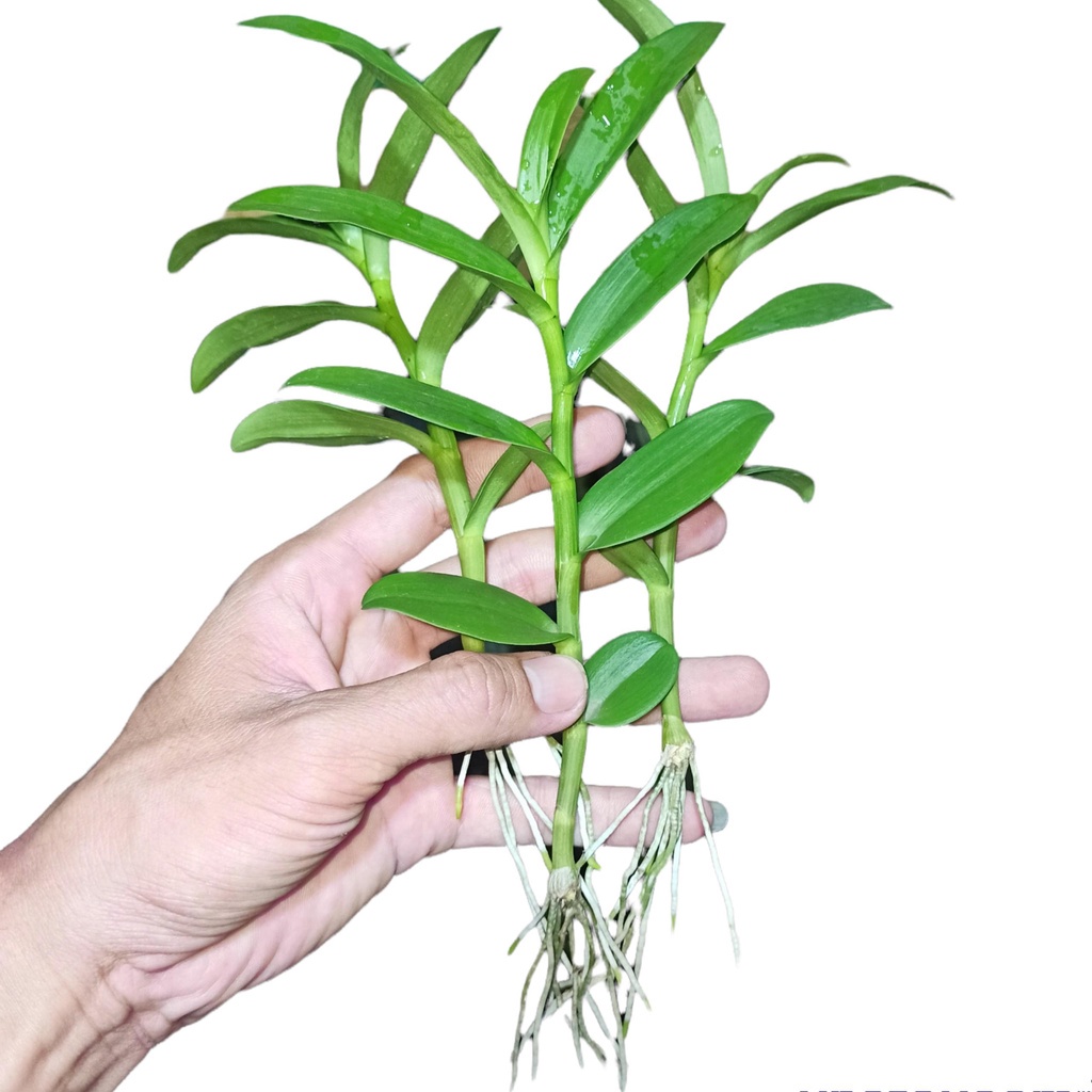 Lan đột biến 5 Cánh Trắng Phú Thọ - Kie ngắt trên thân mẹ 8-10cm Chuẩn hoa như hình