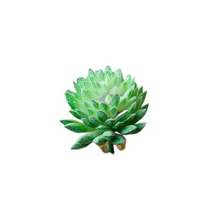 Cây Mọng Nước Trang Trí Sáng Tạo
