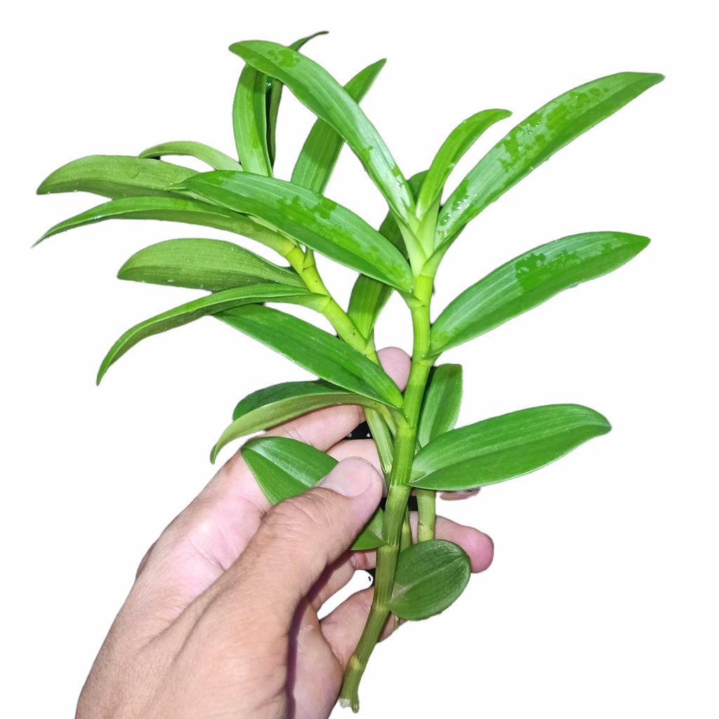 Lan đột biến 5 Cánh Trắng Phú Thọ - Kie ngắt trên thân mẹ 8-10cm Chuẩn hoa như hình