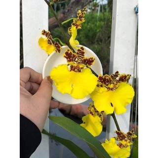 [Giá hủy diệt] Hoa lan vũ nữ hàng giống