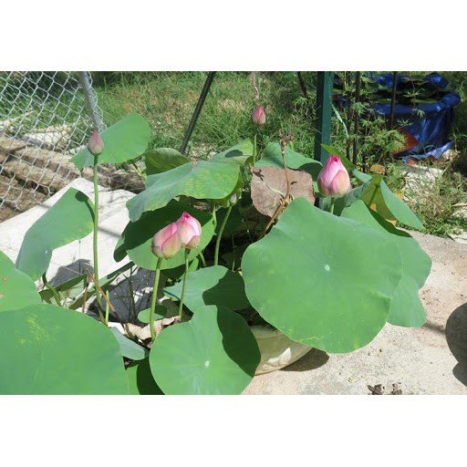 10 Hạt Giống Hoa Sen Nhật Mini Đủ Màu