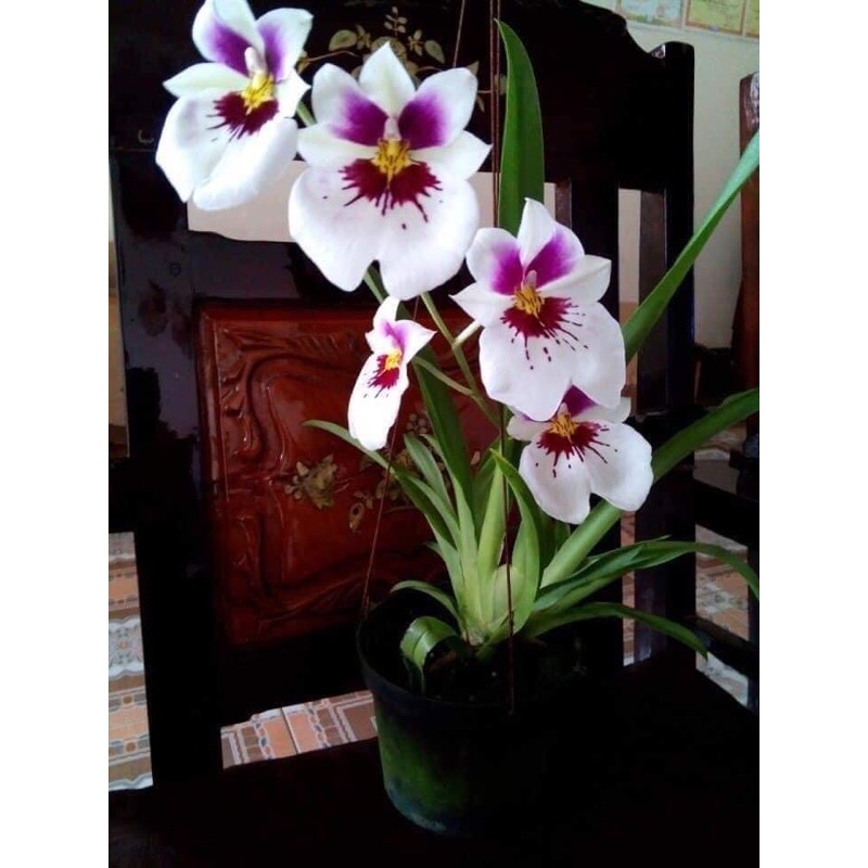 🍀HÀNG ĐẸP🍀Hoa Lan Vũ Nữ