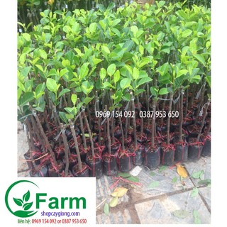 Cây mít không hạt + tặng thêm cây mặc định ( chúng tôi luôn sẵn sàng giải đáp thắc mắc của các bạn)