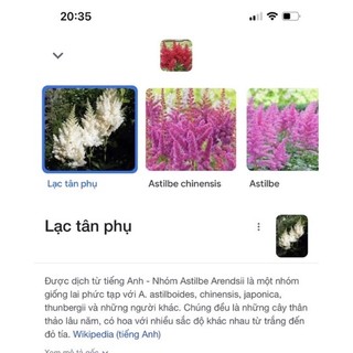 (giống hoa mới )Củ hoa Lạc Tân phụ sỉ 5k( set 5củ)