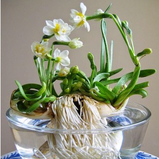 Củ hoa thủy tiên nước