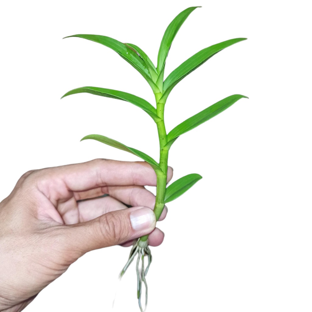 Lan đột biến 5 Cánh Trắng Phú Thọ - Kie ngắt trên thân mẹ 8-10cm Chuẩn hoa như hình
