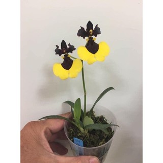 Hoa lan vũ nữ phù thủy hàng giống