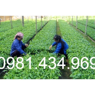 02 Cay Quế Giống (Quế Cay) Cao 40cm