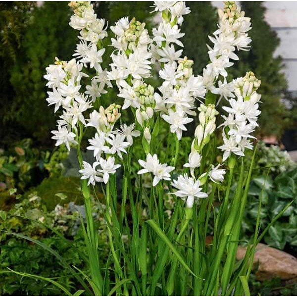 Củ hoa Huệ ta trắng đơn - kép cánh thơm ngát