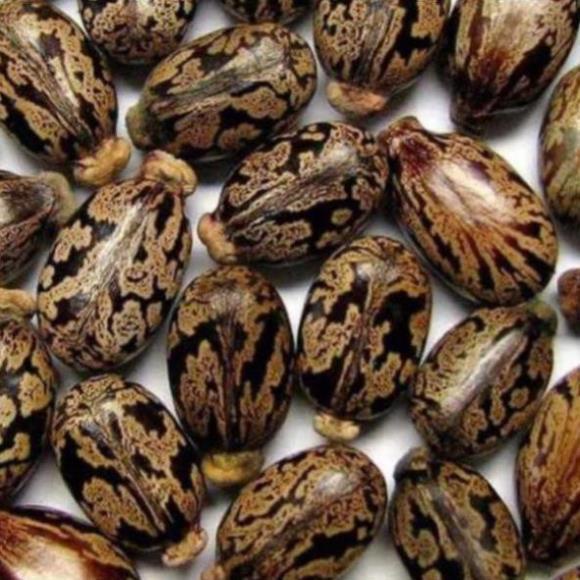 Hạt cây Thầu Dầu 10 hạt  TPV