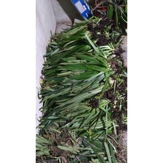 1 cây lan hài vệ nữ đang nụ