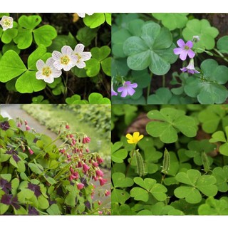 [Nhu_Mai_Garden]Cây Chua Me Đất (cây me chua đất)